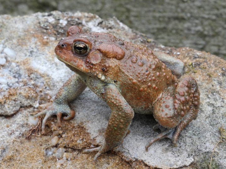 American Toad